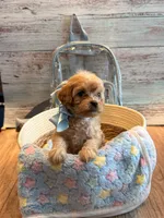 Penny, a female Cavapoo for sale in Little Elm, TX – 8 of 10