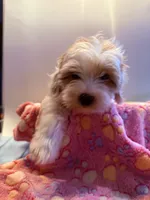 Lyric, a female Cavapoo for sale in Little Elm, TX – 4 of 10