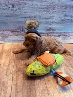 J.J., a male Cavapoo for sale in Little Elm, TX – 5 of 10