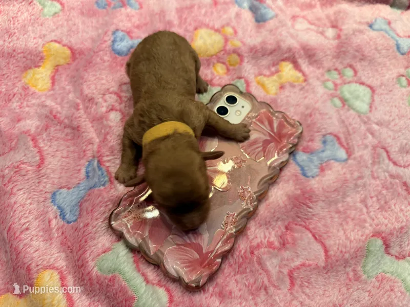 Willona – Cavapoo puppy for sale in Little Elm, TX