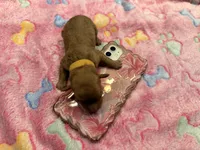 Willona, a female Cavapoo for sale in Little Elm, TX – 1 of 1