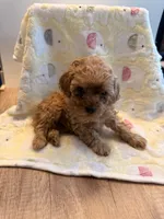 Willona, a female Cavapoo for sale in Little Elm, TX – 1 of 10
