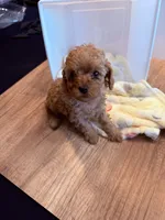 Willona, a female Cavapoo for sale in Little Elm, TX – 2 of 10