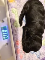 Syd, a female Yorkipoo for sale in Little Elm, TX – 6 of 10