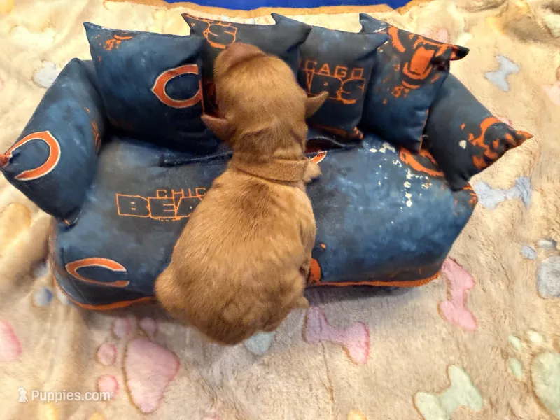 J.J. – Cavapoo puppy for sale in Little Elm, TX