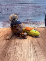 J.J., a male Cavapoo for sale in Little Elm, TX – 9 of 10