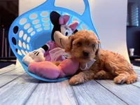 Thelma, a female Cavapoo for sale in Little Elm, TX – 2 of 6