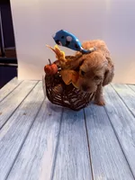 Michael, a male Cavapoo for sale in Little Elm, TX – 5 of 10
