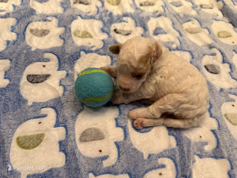 Jason – Cavapoo puppy for sale in Little Elm, TX