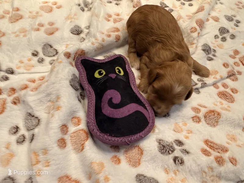 Marti – Cavapoo puppy for sale in Little Elm, TX