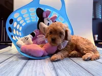Thelma, a female Cavapoo for sale in Little Elm, TX – 4 of 6