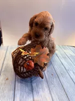 Michael, a male Cavapoo for sale in Little Elm, TX – 6 of 10
