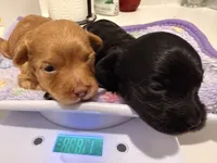Dre, a male Yorkipoo for sale in Little Elm, TX – 2 of 10
