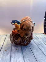Michael, a male Cavapoo for sale in Little Elm, TX – 4 of 10