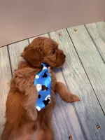Michael, a male Cavapoo for sale in Little Elm, TX – 3 of 10