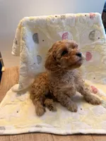 Willona, a female Cavapoo for sale in Little Elm, TX – 7 of 10