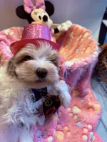 Lyric, a female Cavapoo for sale in Little Elm, TX – 2 of 10