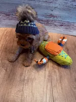 J.J., a male Cavapoo for sale in Little Elm, TX – 6 of 10