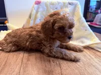Willona, a female Cavapoo for sale in Little Elm, TX – 6 of 10