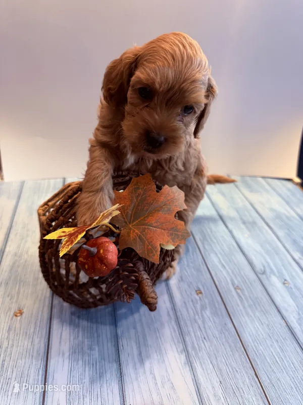 Michael – Cavapoo puppy for sale in Little Elm, TX
