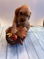 Michael, a male Cavapoo for sale in Little Elm, TX – 1 of 10