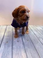 Michael, a male Cavapoo for sale in Little Elm, TX – 9 of 10
