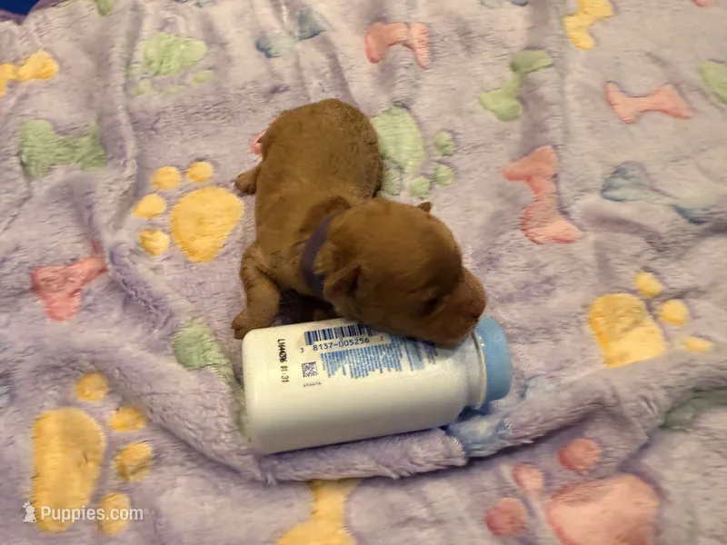 Thelma – Cavapoo puppy for sale in Little Elm, TX