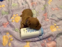 Thelma, a female Cavapoo for sale in Little Elm, TX – 1 of 1