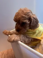 Willona, a female Cavapoo for sale in Little Elm, TX – 3 of 10