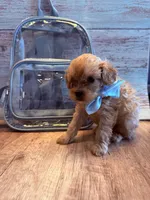 Penny, a female Cavapoo for sale in Little Elm, TX – 7 of 10