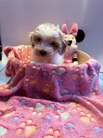 Lyric, a female Cavapoo for sale in Little Elm, TX – 6 of 10