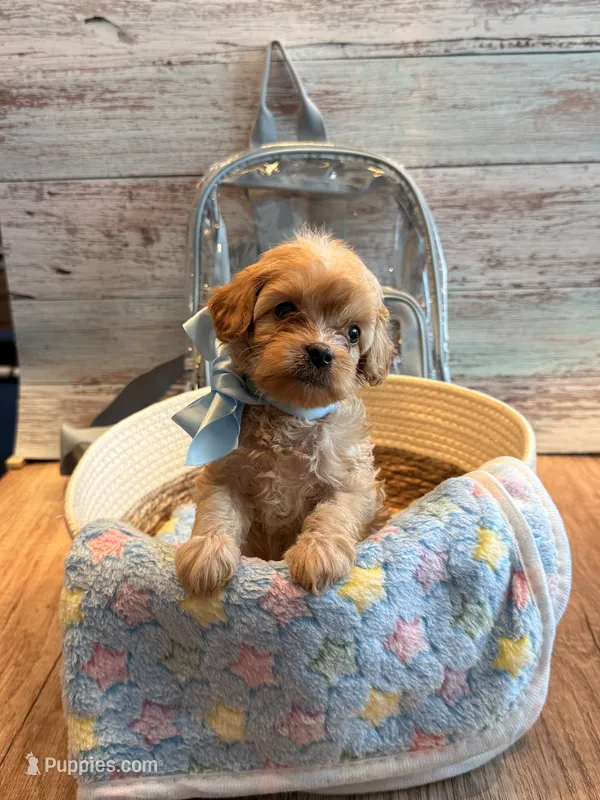 Penny – Cavapoo puppy for sale in Little Elm, TX
