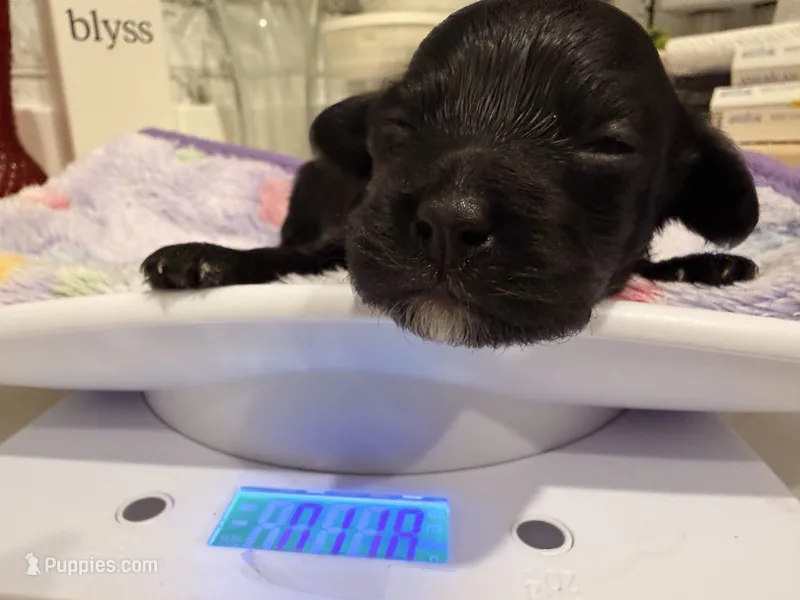 Syd – Yorkipoo puppy for sale in Little Elm, TX