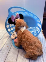 Thelma, a female Cavapoo for sale in Little Elm, TX – 3 of 6