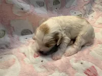Lyric, a female Cavapoo for sale in Little Elm, TX – 2 of 4