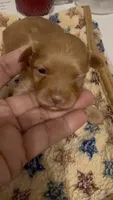 Dre, a male Yorkipoo for sale in Little Elm, TX – 9 of 10