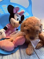 Thelma, a female Cavapoo for sale in Little Elm, TX – 5 of 6