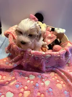Lyric, a female Cavapoo for sale in Little Elm, TX – 3 of 10