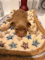 Dre, a male Yorkipoo for sale in Little Elm, TX – 6 of 10