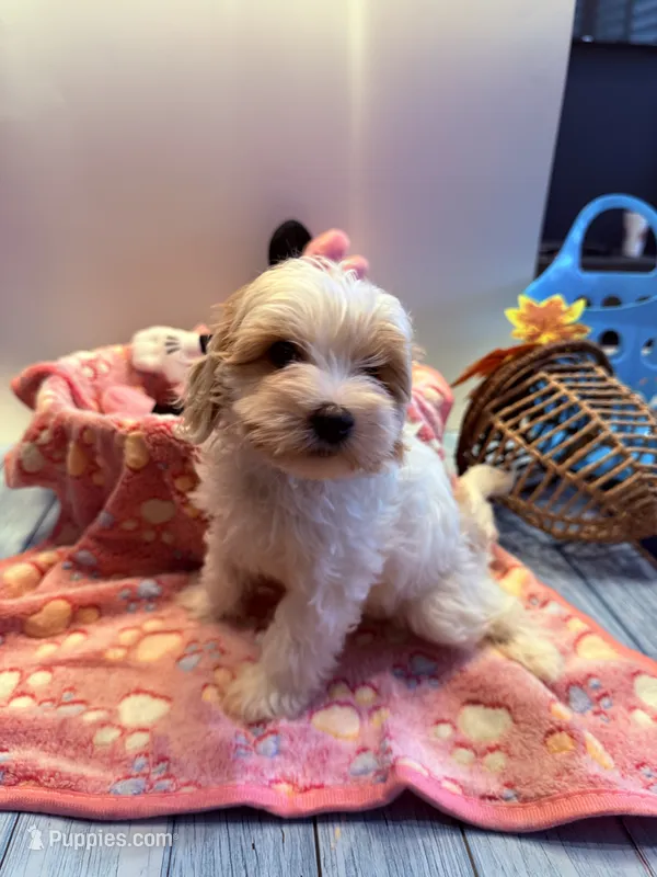 Lyric – Cavapoo puppy for sale in Little Elm, TX