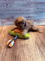 J.J., a male Cavapoo for sale in Little Elm, TX – 8 of 10