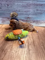 J.J., a male Cavapoo for sale in Little Elm, TX – 4 of 10