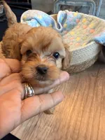 Penny, a female Cavapoo for sale in Little Elm, TX – 2 of 10
