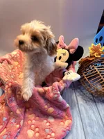 Lyric, a female Cavapoo for sale in Little Elm, TX – 5 of 10