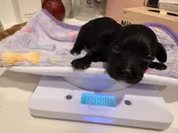 Syd, a female Yorkipoo for sale in Little Elm, TX – 2 of 10