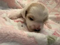 Lyric, a female Cavapoo for sale in Little Elm, TX – 1 of 4