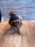J.J., a male Cavapoo for sale in Little Elm, TX – 10 of 10