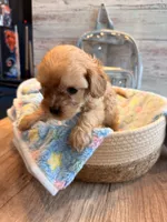 Penny, a female Cavapoo for sale in Little Elm, TX – 4 of 10