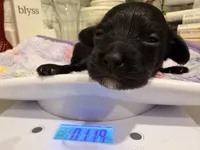 Syd, a female Yorkipoo for sale in Little Elm, TX – 4 of 10