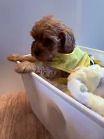 Willona, a female Cavapoo for sale in Little Elm, TX – 8 of 10